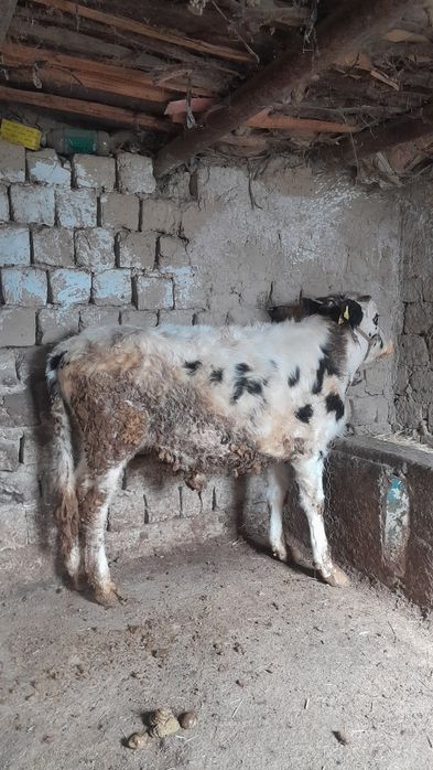 Еркек өгіз сатылады