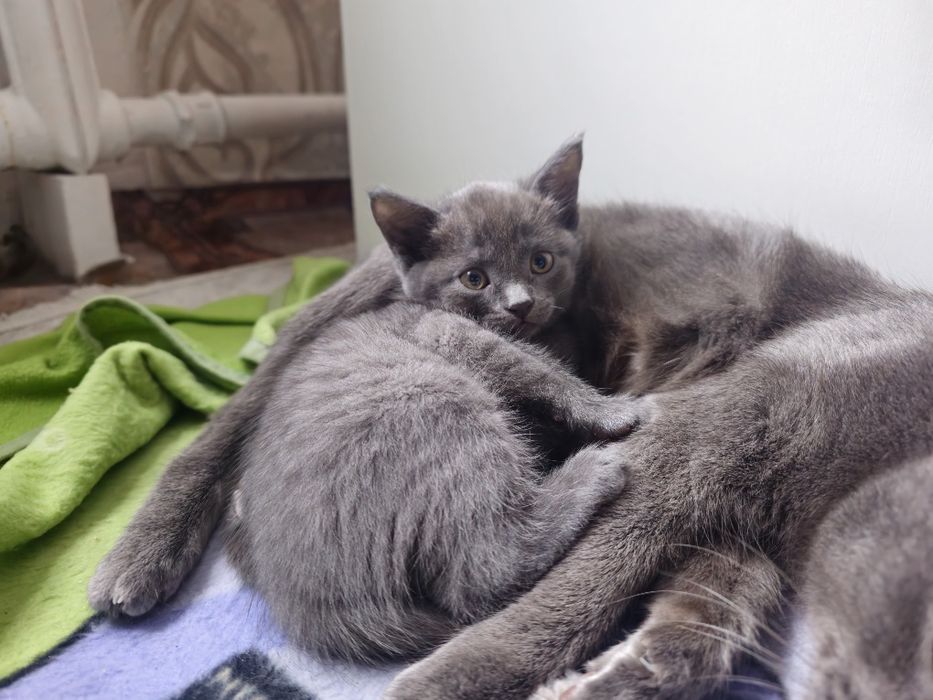 Отдам котятенка бесплатно