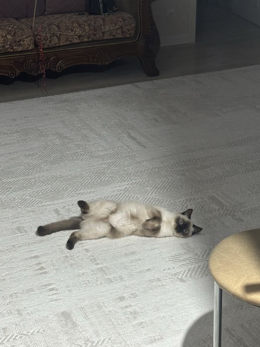 Отдам беслпатно кошку