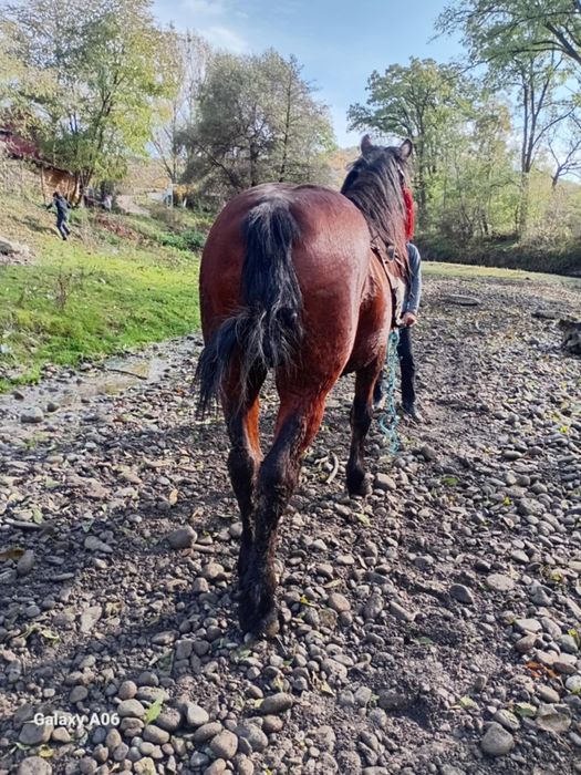 Vând sau schimb armăsar de șase ani e cuminte e blând trage bine