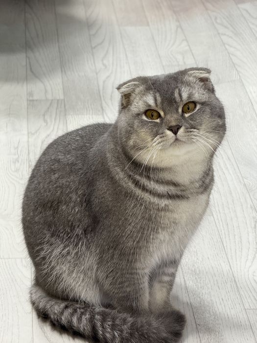 Куштиришга огил бола пародали бор кими кизиктрса смс ёзила