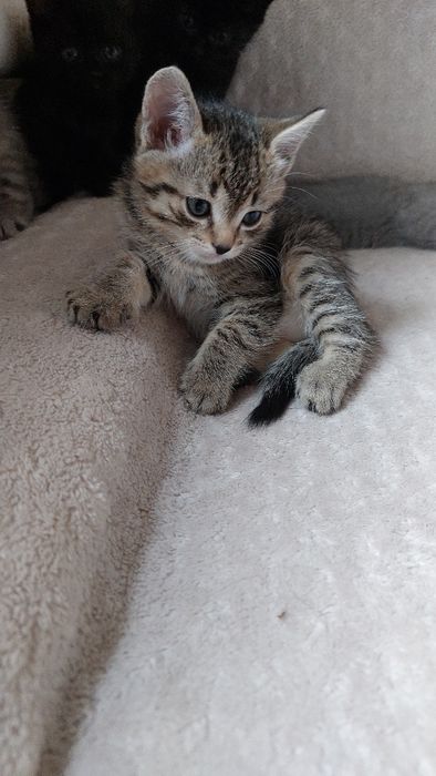 Отдам котят британцев