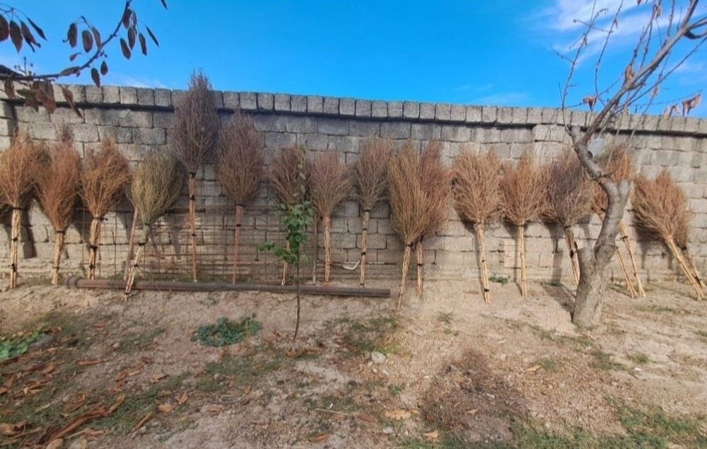 Yengi supurgi, Новый веник