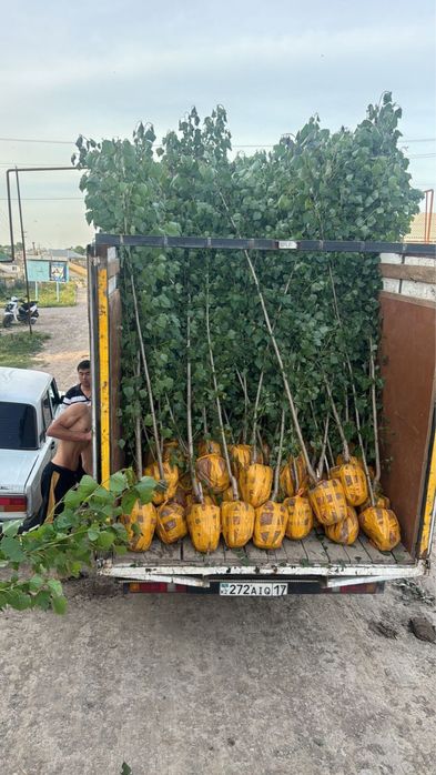 Саженцы көшет ағаш карагаш терек