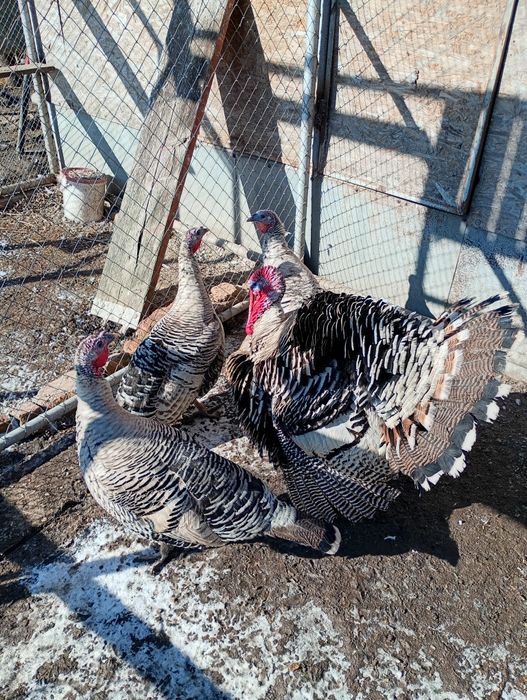 Curcani Narragansett American