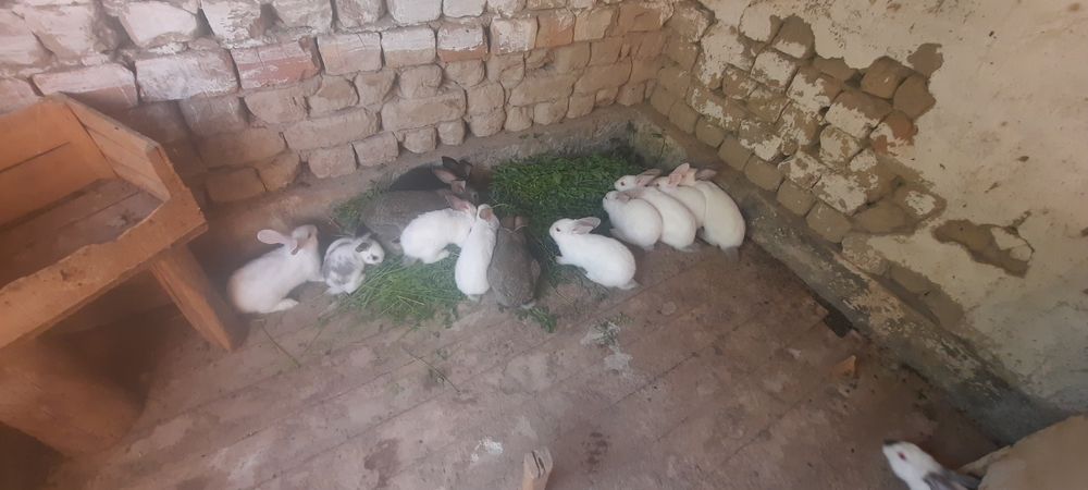 Коян 2 ай болған