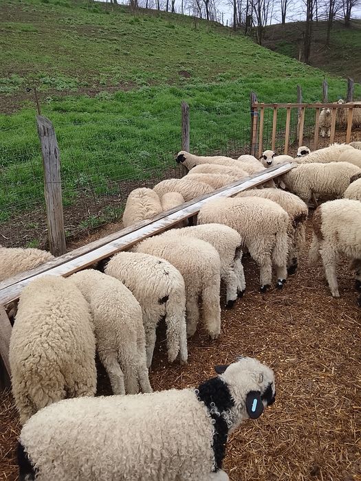 Vând 100 miei țurcani