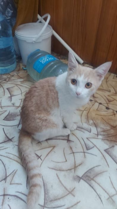 Котики ласковые :3