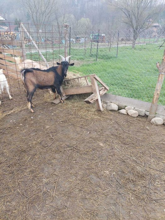 Țap alpin 1 an și 3 luni