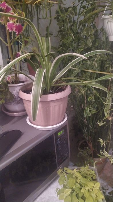 Комнатные цветы разные