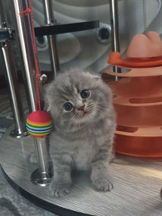 Тоза зотли шотландский фолд и страйт, котята