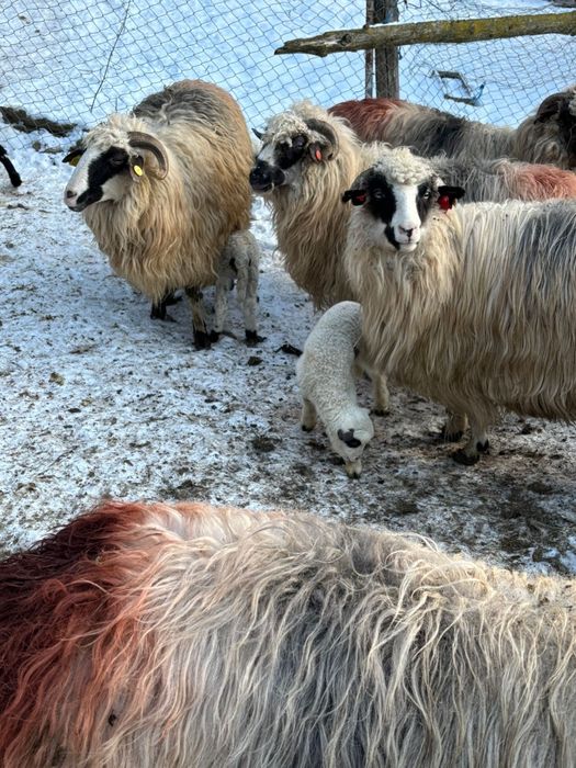Oi  țurcanu crescute la munte !