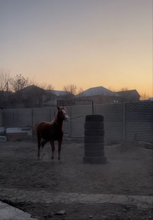 Тай сатылады 1.5 жасар