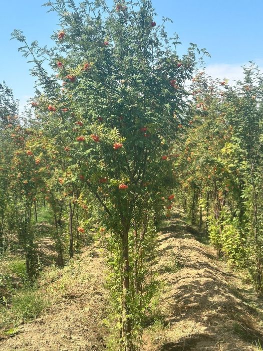 Рябина крупномеры 5-8м