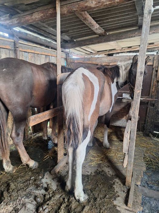 Продам тай помесь костанай