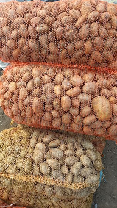 Cartofi pentru animale