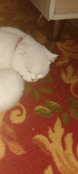 Отдадим в хорошие руки