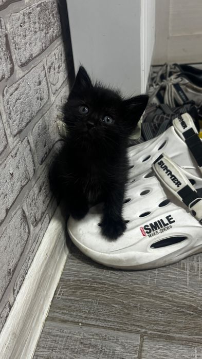 Отдаем котят в добрые руки. Мальчики, 1,5 месяцев.