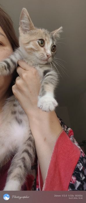 Мальчик котенок и девочка
