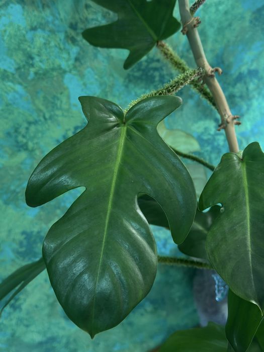 продам комнатные цветы