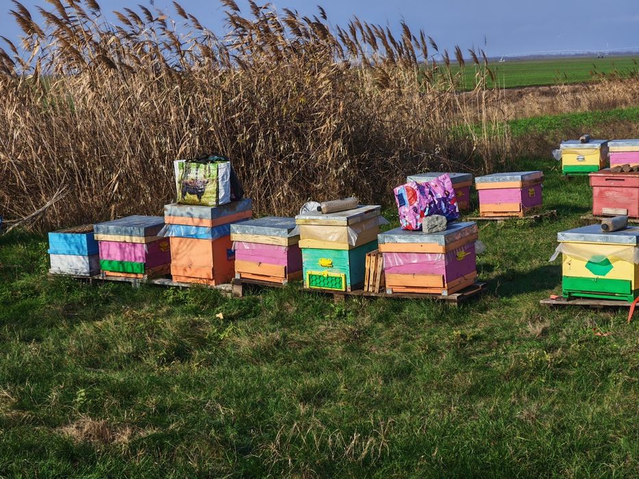 Vând familii de albine și miere