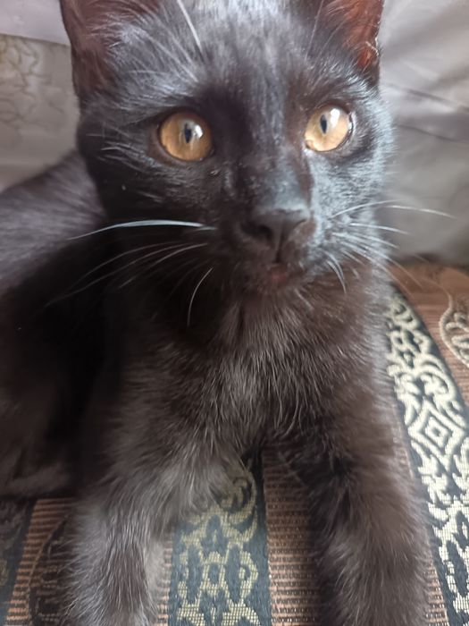 Срочно отдаю котёнка