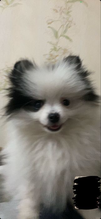 Продаётся собака