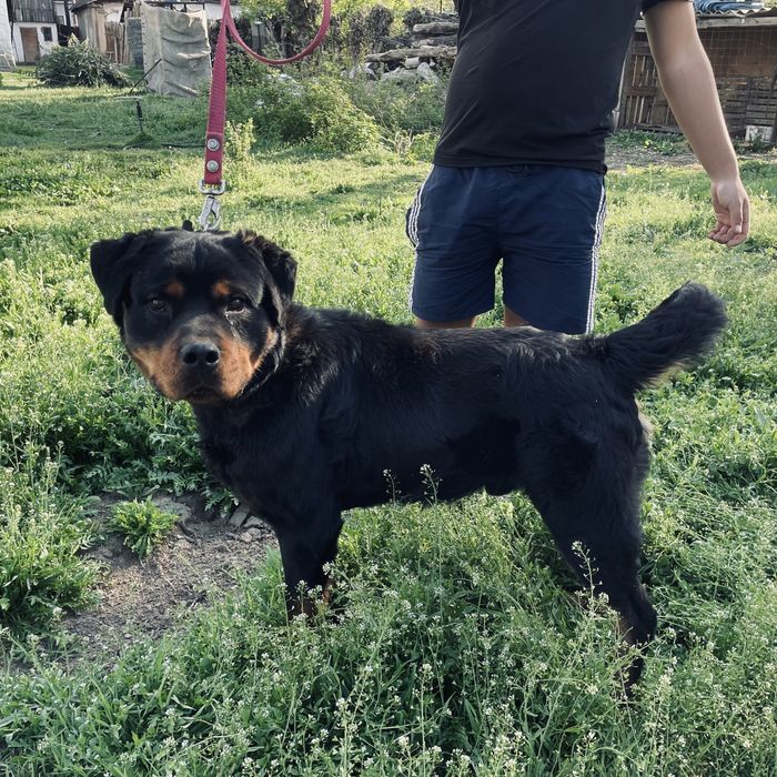 Продам щенка ротвейлера 1.2