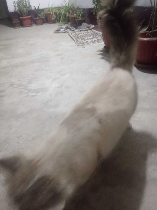 Продаю кошку с породой и голубыми глазами