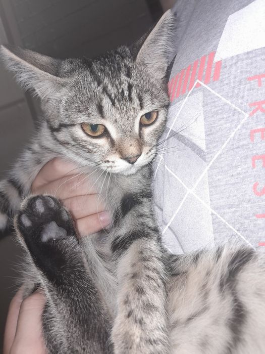 Отдам даром котенка