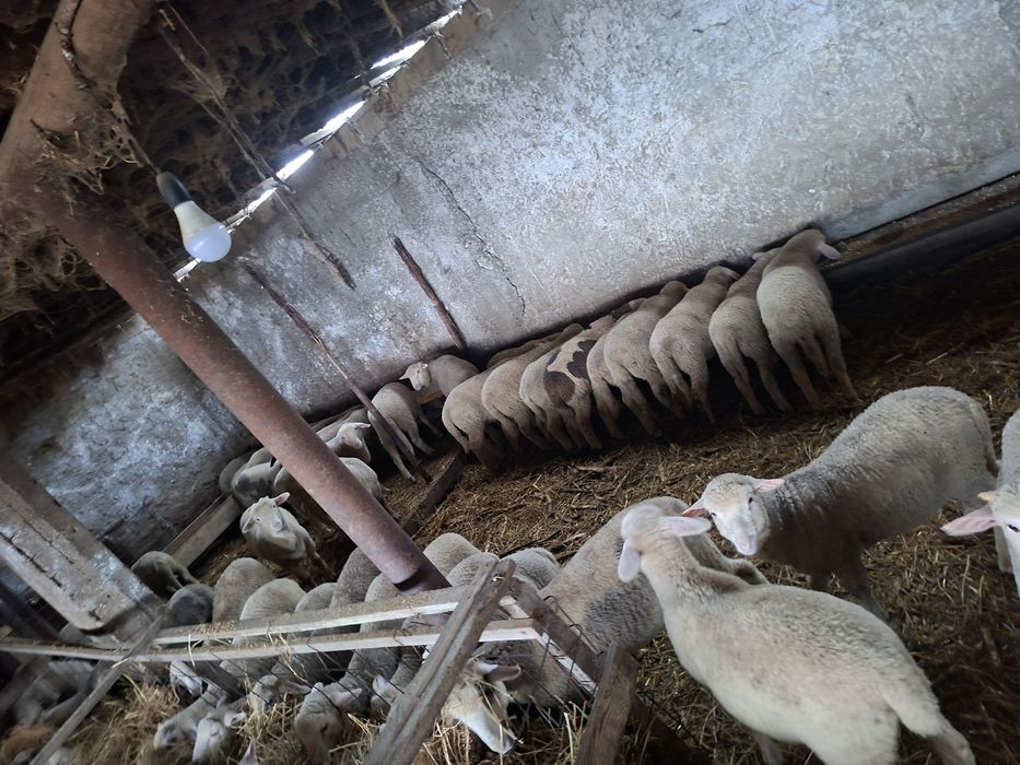 Vând miei merinos de palas