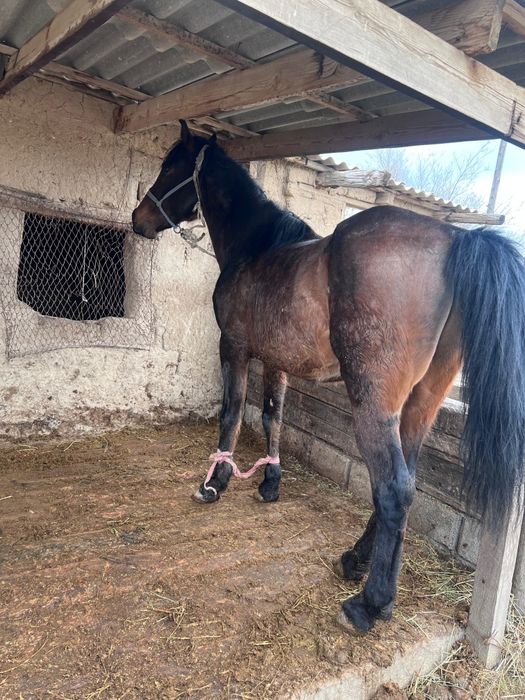 8 жасар Айғыр сатамын .