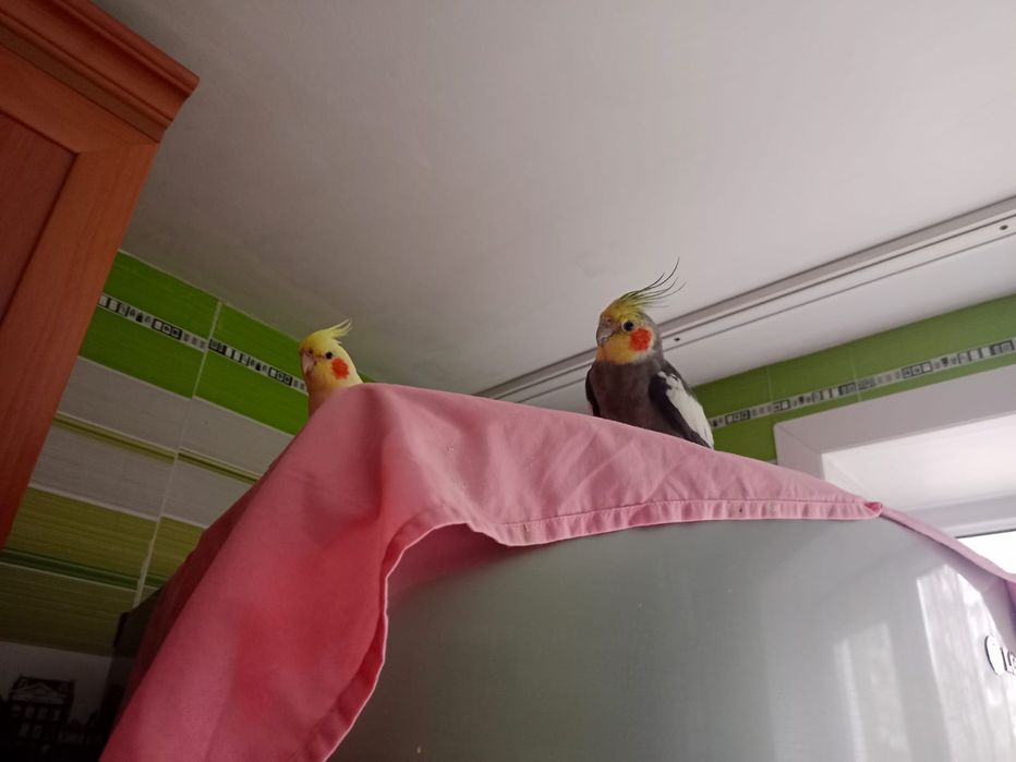 Продаю пара корелл