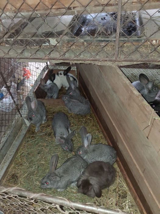 Vănd iepurași 3 rase diferite