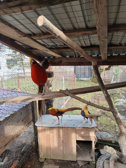 Vand masculi fazan auriu rosu