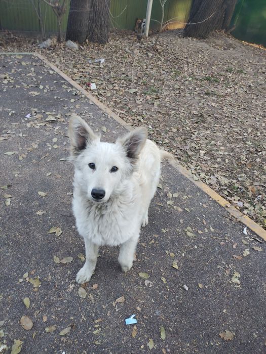 Продам смесь хаски с лайка