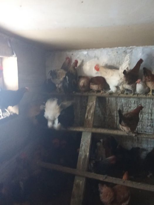 Петухи,куры,курица