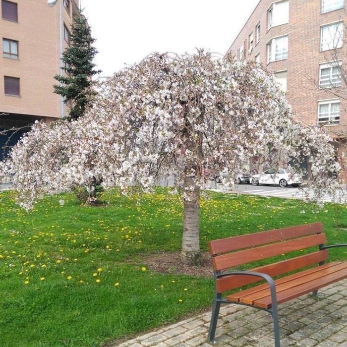 Плачеща японска вишна snow fountain