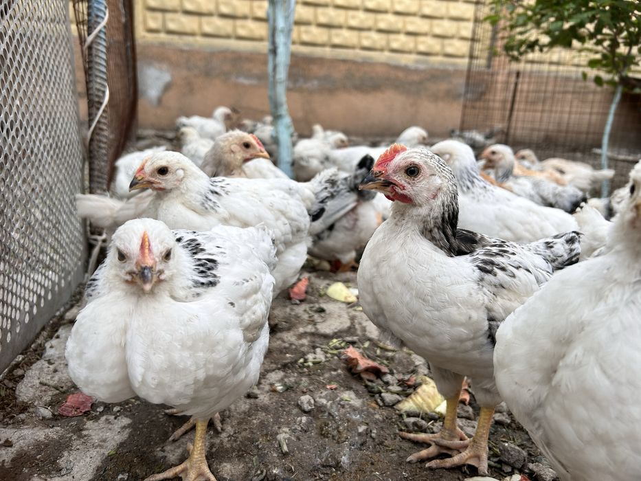 Цыплята смесь адлер