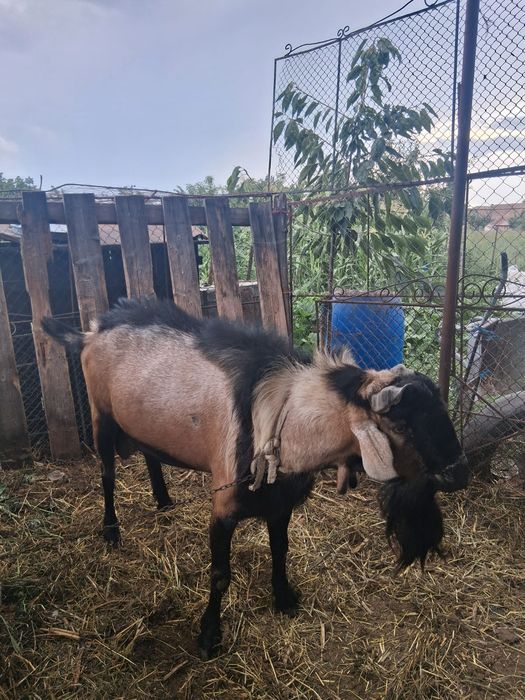 Vand țap metis alpin francez cu anglo-nubian