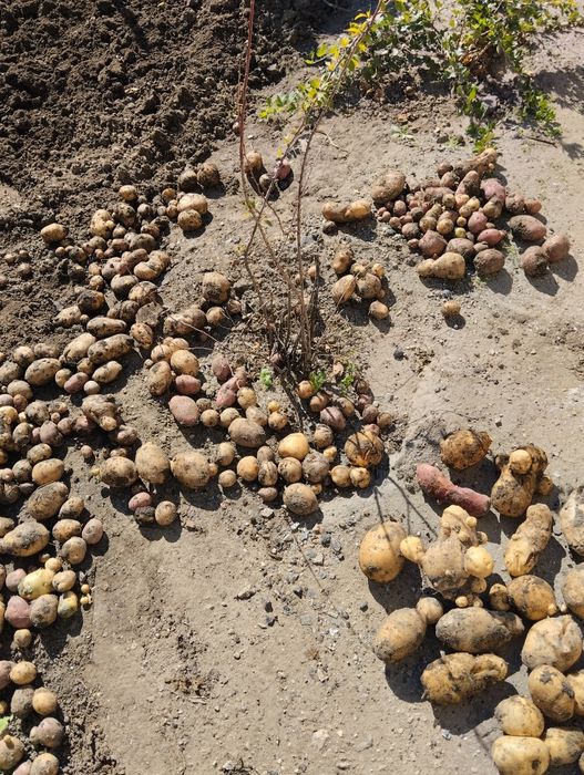 Прополоть огород