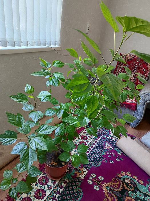 Продам китайскую розу