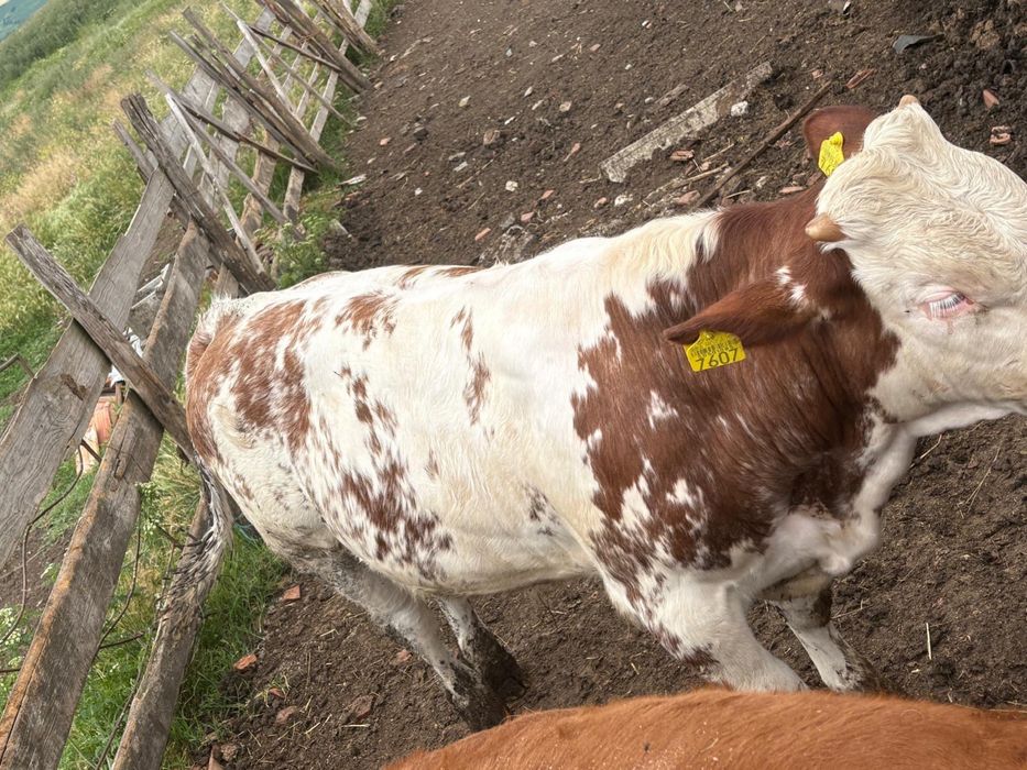 Taurasi de vanzare