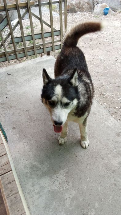 Эслик ит сотилади