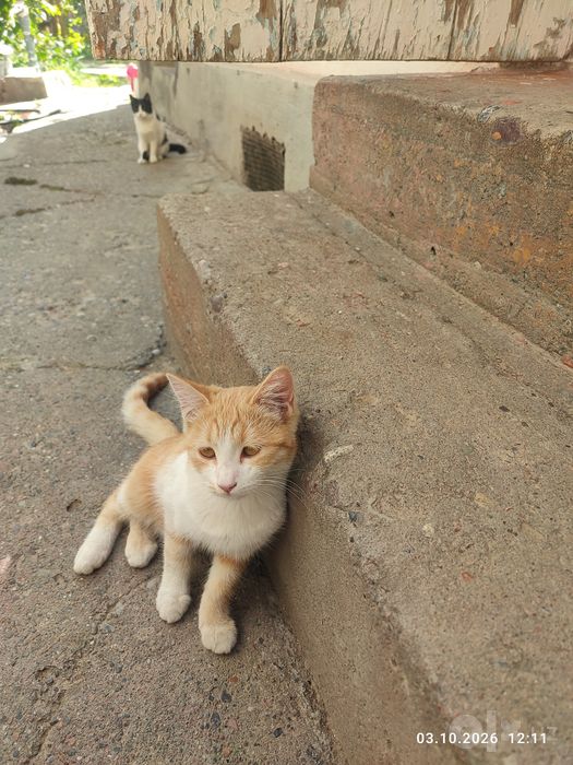 Бесплатно! Котята в хорошие руки.