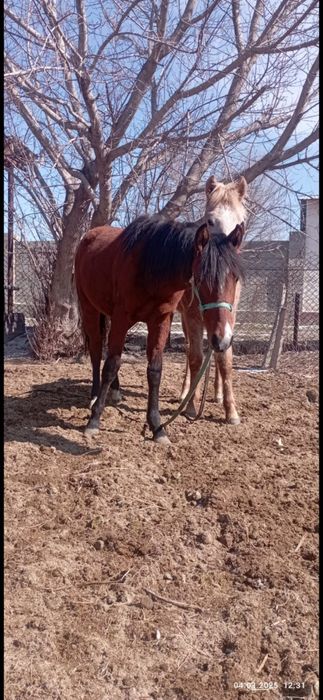 Ургашы тайлар 310