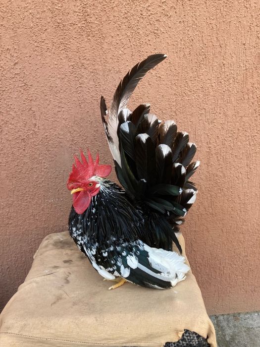 Ouă pt incubat din păsări Chabo Bobat de vânzare