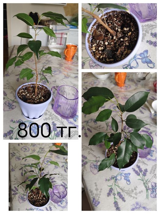 Фикусы, сансевьеры