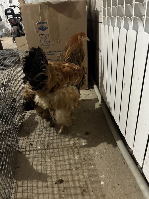 Продам брама чистая линия