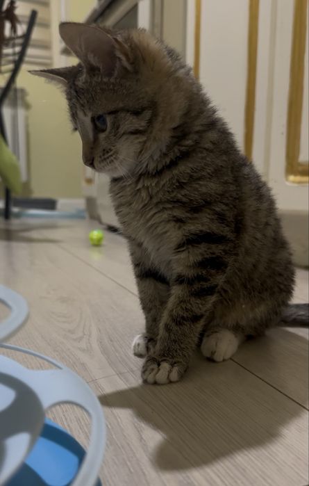 2х месяный котенок ищет дом